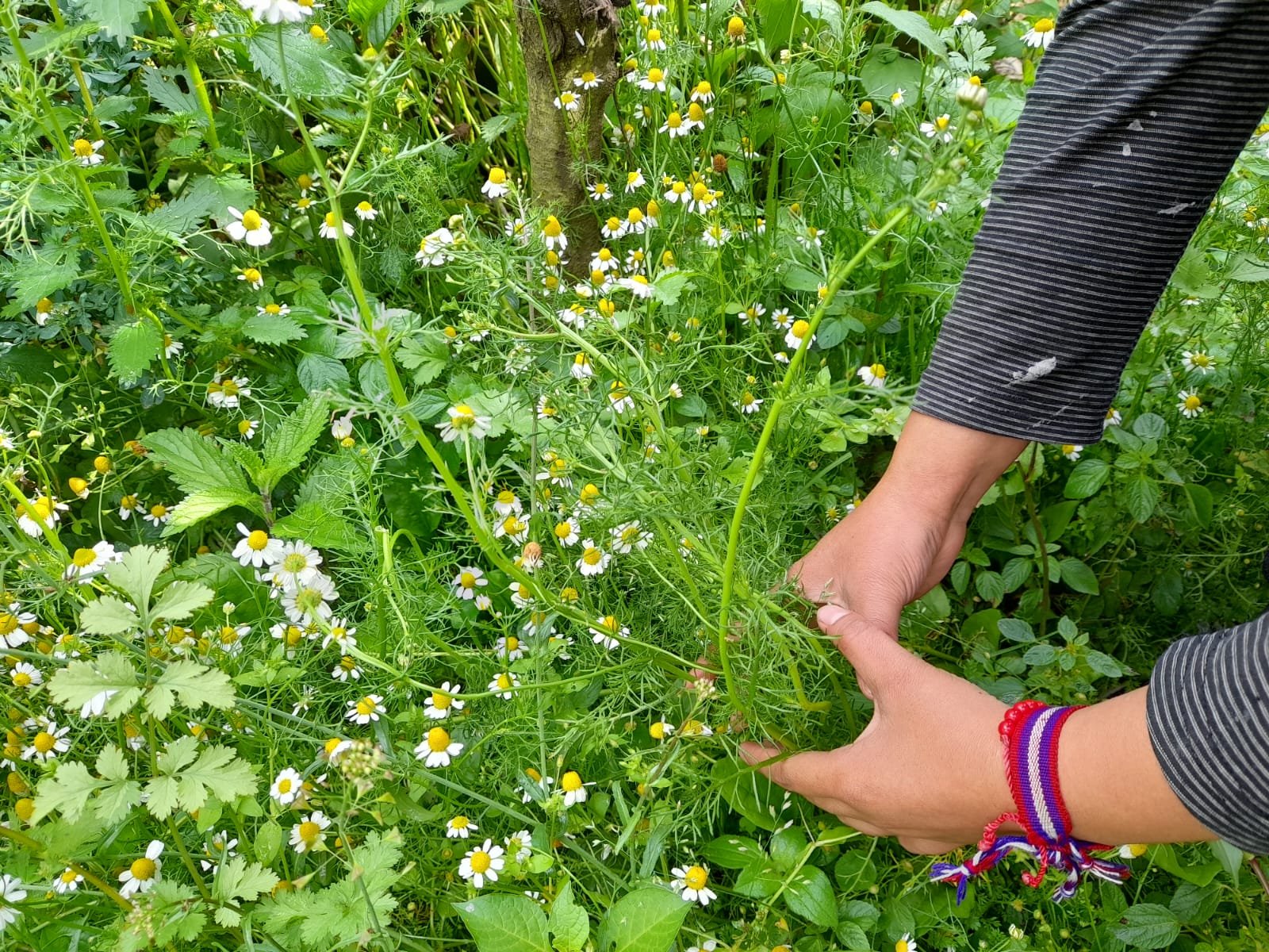  De acuerdo con las comadronas, entre las ventajas de cultivar plantas medicinales es que estas pueden crecer juntas en el mismo espacio, de igual forma en macetas que pueden estar en el interior de las viviendas. Foto: Mirna Alvarado 
